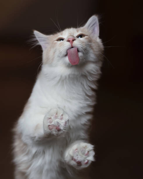 cat licking window cream tabba maine coon kitten sticking out tongue licking a window protruding stock pictures, royalty-free photos & images