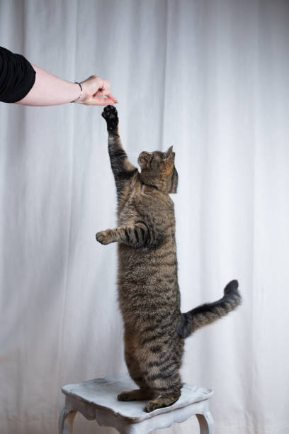 istock cat reaching for treat 1142671387