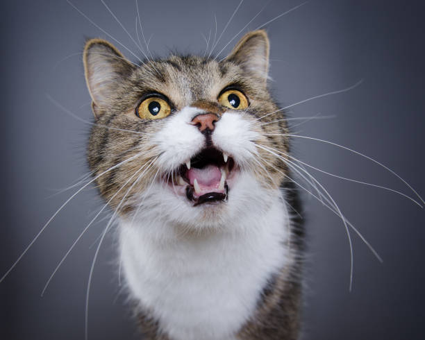 gato medebido - miaowing fotografías e imágenes de stock