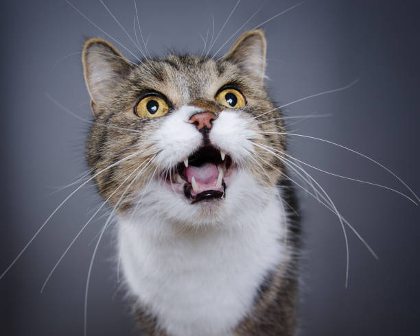 meowing cat studio shot of tabby white british shorthair cat meowing and looking up miaowing stock pictures, royalty-free photos & images