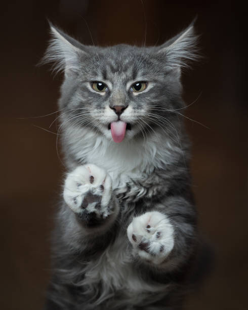 istock cat sticking out tongue 1142671442