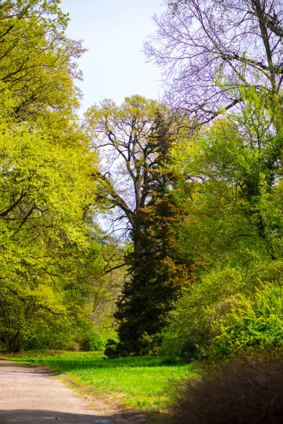 istock Springtime flowers  in Simeria park, Romania 1142672089