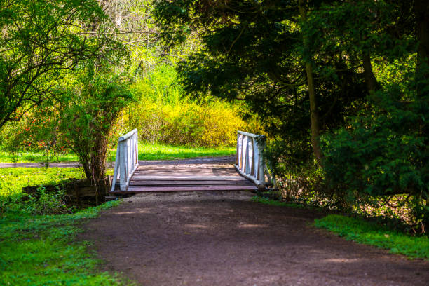 istock Springtime flowers  in Simeria park, Romania 1142673003