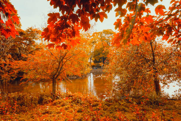 English Autumn, Red leaves and lake Red leaves out in Autumn over a lake, trees, leaves and water. Peak district, UK. bakewell photos stock pictures, royalty-free photos & images