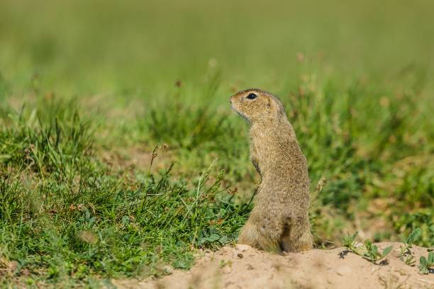 istock Small european brown ground squirrel on green grass 1142673503