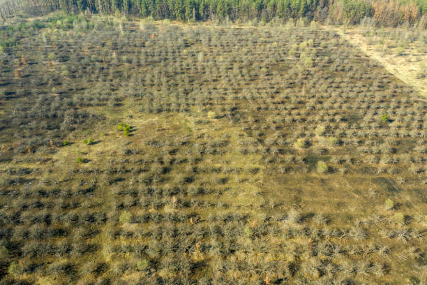 istock autumn forest, road in the forest, view from above 1142673548