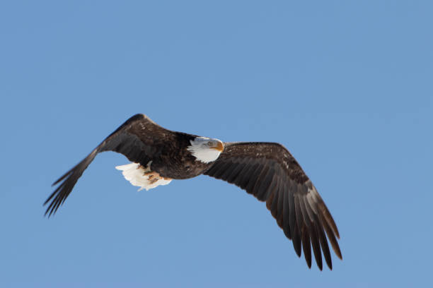 istock A Mature Bald Eagle flying against a blue background. 1142673569