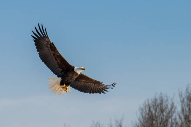 istock A Mature Bald Eagle flying against a blue background. 1142674122