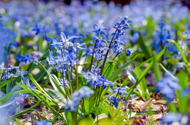 istock Beautiful blue primroses and snowdrops in the spring forest 1142674444