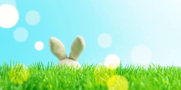 istock Easter bunny ears on green grass. Spring holidays concept. 1142674605