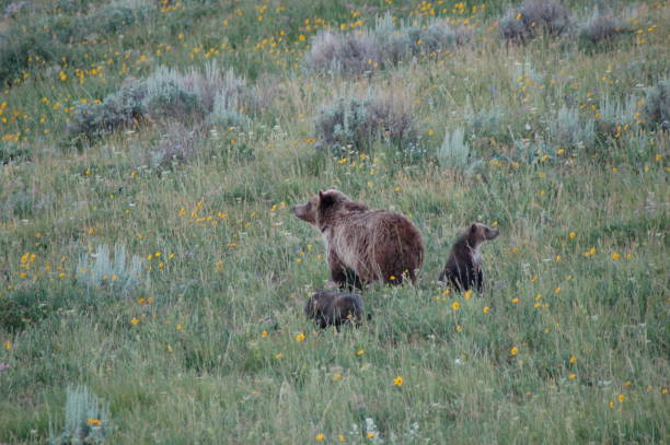 istock Grizzly bears with cubs in Yellowstone 1142674993