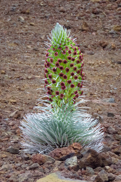 Haleakala silversword (Argyroxiphium sandwicense) in full bloom. Rare and endangered plant growing at the summit of Haleakala volcano. Endemic to Maui, Hawaii. Ahinahina in Hawaiian language. floral, flor, verano, ahinahina, américa, argyroxiphium, sandwicense de argyroxiphium, botánico, botánica, en peligro, plantas en peligro de extinción, endémica, flora, flor, verde, haleakala, parque nacional haleakala, hawái, hawaiano, maui, natural