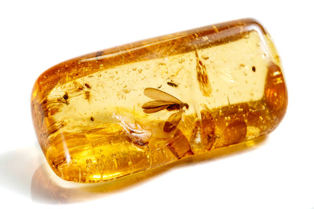 macro pierre minérale ambre avec des insectes, des mouches et des coléoptères sur un fond blanc fermer - amber photos et images de collection