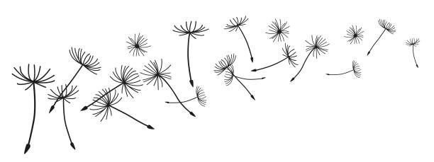 abstrakter schwarzer löwenzahn, fliegende löwenzahnsamen-vektor - pollenflug stock-grafiken, -clipart, -cartoons und -symbole