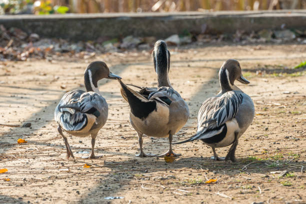 istock Skewer At Ueno Park in Tokyo, Japan 1142676252