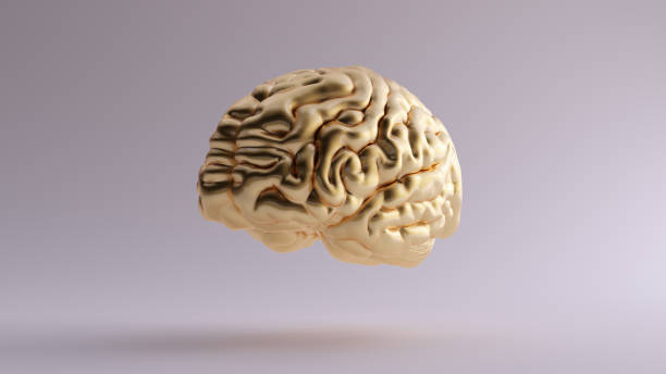 istock Gold Anatomical Brain 3Q Front Left 3d illustration 3d render 1142676305