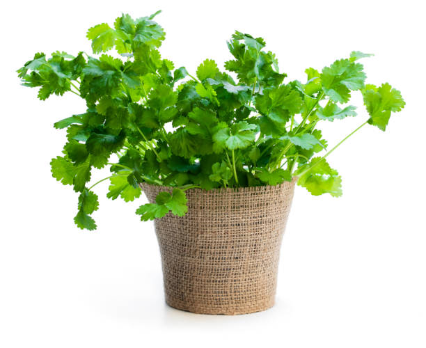 coriander plant in a pot isolated on white - coriander seed fotos imagens e fotografias de stock