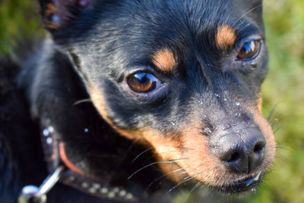 istock The head of the dog 1142679131