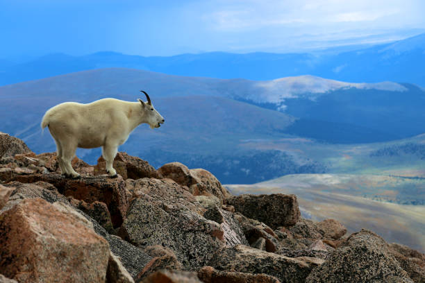 istock Mountain goat in the Mount Evans Wilderness 1142679470