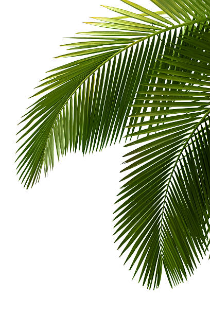 istock Leaves of palm tree 114268138