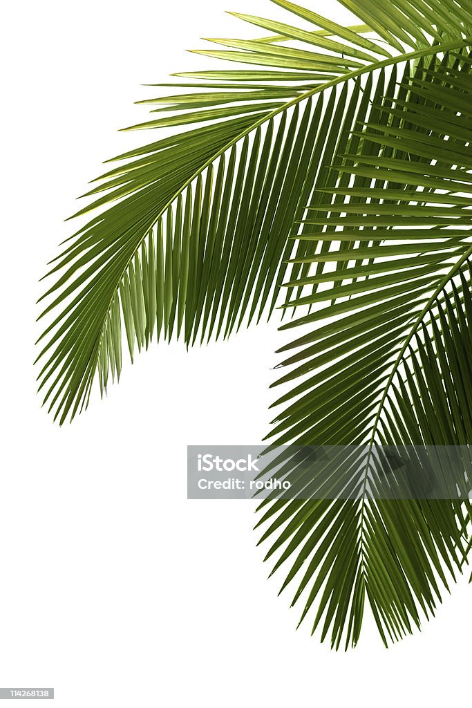 Leaves of palm tree  Backgrounds Stock Photo