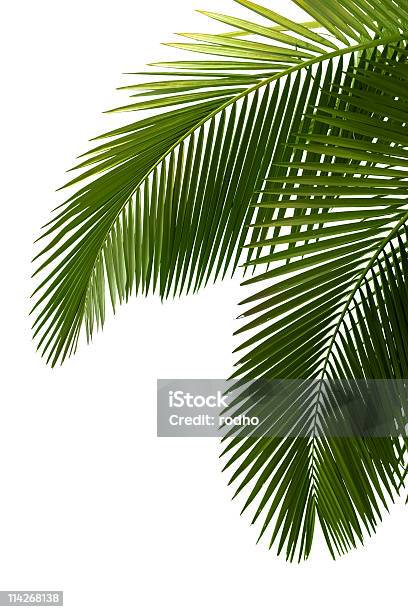 Leaves Of Palm Tree Stock Photo - Download Image Now - Backgrounds, Palm Leaf, Tropical Climate