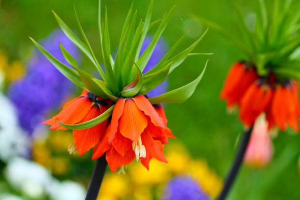 istock Radiant red crown imperial flowers. 1142682205