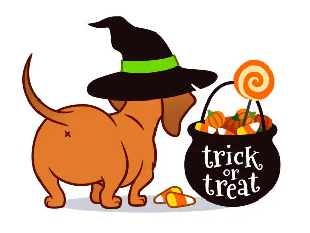 Vector illustration of Halloween dachshund puppy dog, in witch's hat with black trick or treat cauldron filled with candy corn, candy pumpkins and lollipops. Funny doxie butt, pet lovers theme vector cartoon illustration.