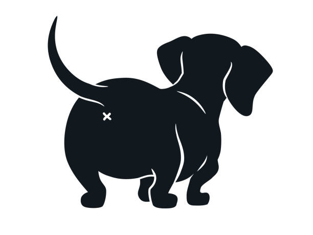 Cute Dachshund Sausage Dog Vector Cartoon Illustration Isolated On White  Simple Black And White Silhouette Drawing Of Wiener Puppy Rear View Funny  Doxie Butt Dog Lovers Pets Animals Theme Stock Illustration -