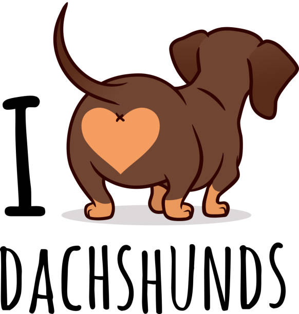 Cute dachshund dog vector cartoon illustration isolated on white, "I love dachshunds" text caption. Chocolate and tan wiener sausage dog, rear view. Funny doxie butt, dog lovers, pets, animals theme. Cute dachshund dog vector cartoon illustration isolated on white, "I love dachshunds" text caption. Chocolate and tan wiener sausage dog, rear view. Funny doxie butt, dog lovers, pets, animals theme. dachshund stock illustrations