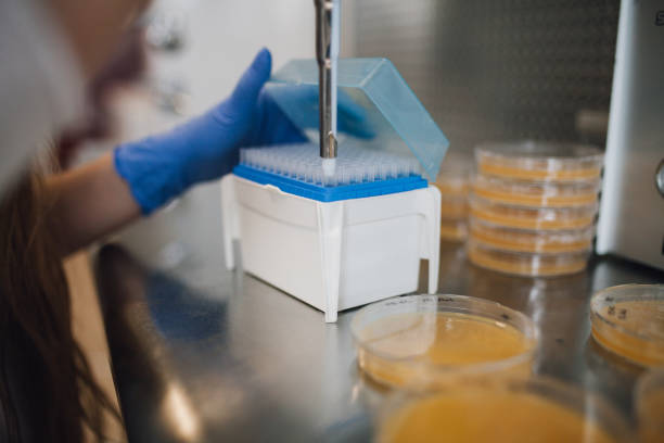 istock Petri dish for medical research 1142683859