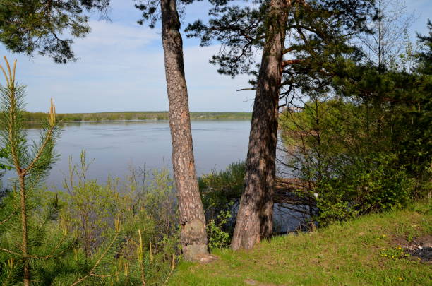 istock Summer landscape, pond and forest on the horizon. 1142683950