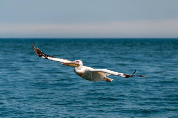 istock Rosapelicans on the Swakopmund coast in Namibia 1142684631