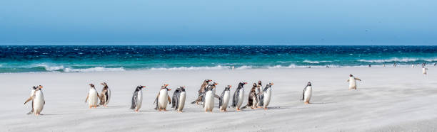 ジェン・ペンギン・サンダース島 - saunders island ストックフォトと画像