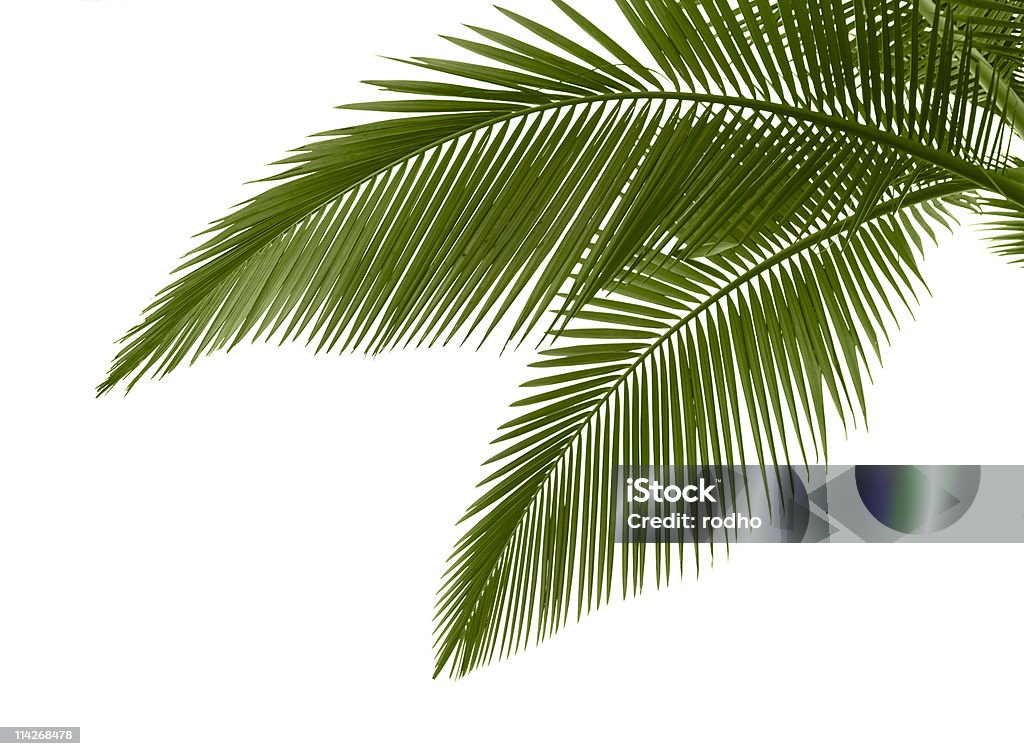 Blätter der Palme auf weißem Hintergrund - Lizenzfrei Palme Stock-Foto