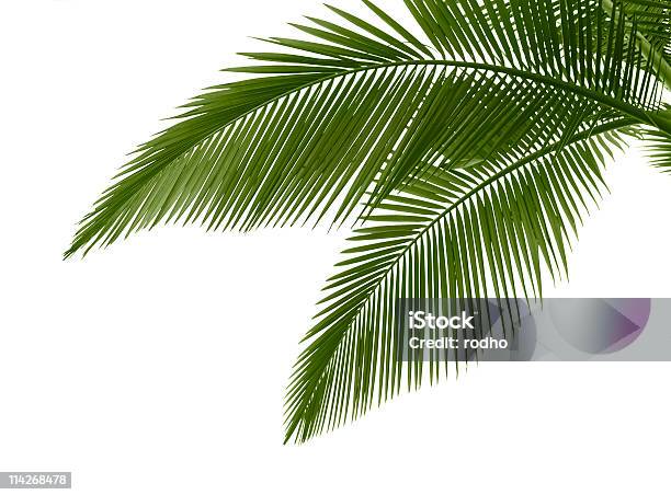 Blätter Der Palme Auf Weißem Hintergrund Stockfoto und mehr Bilder von Palme - Palme, Weißer Hintergrund, Ast - Pflanzenbestandteil