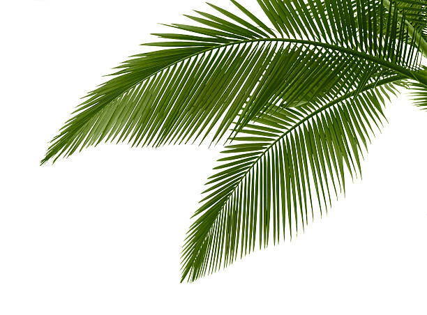 istock Leaves of palm on white background 114268478