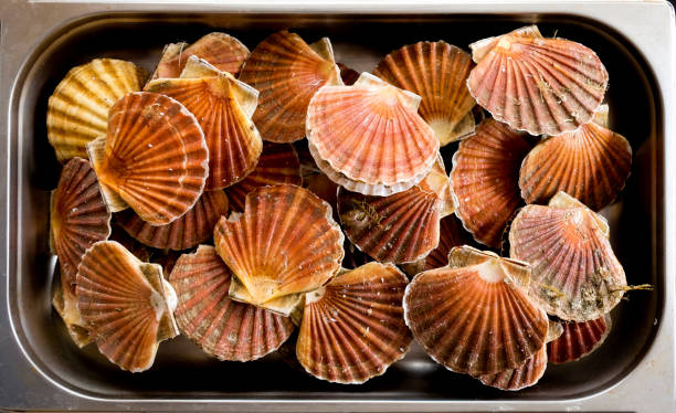 istock twenty scallops in their shells in a metal dish 1142684784