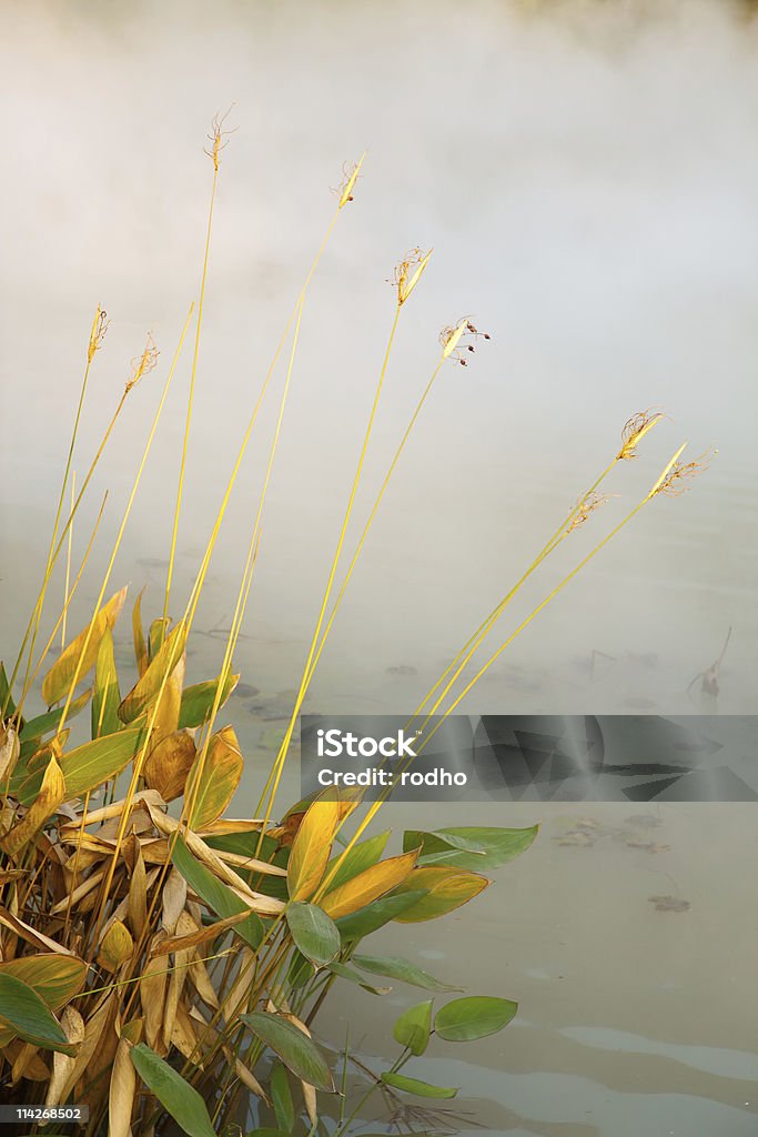 Erba in nebbia - Foto stock royalty-free di Acqua