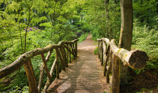 istock small Bridge in bright green forest. Natural composition 1142685133