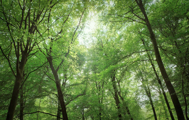 istock summer forest trees. nature green wood sunlight backgrounds. 1142685135