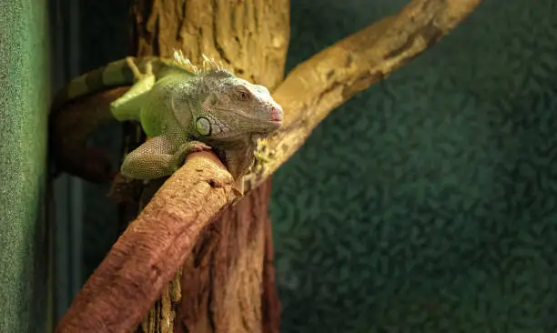 Photo of closeup of a chameleon on a branch, colorful iguana in the colors green and black, tropical reptile from madagascar