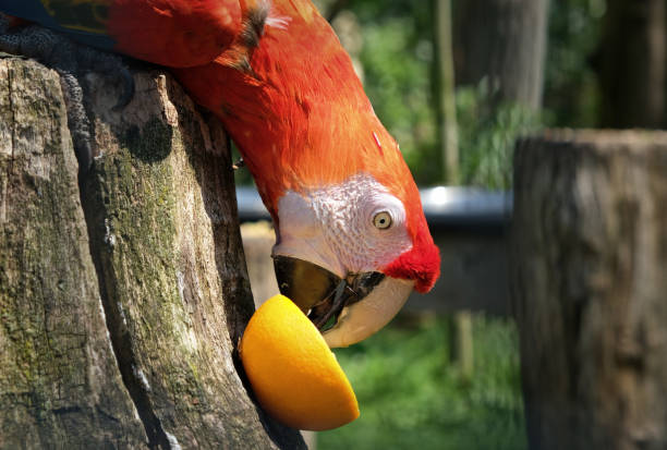 istock Vibrant parrot eating an orange in the zoo 1142685210
