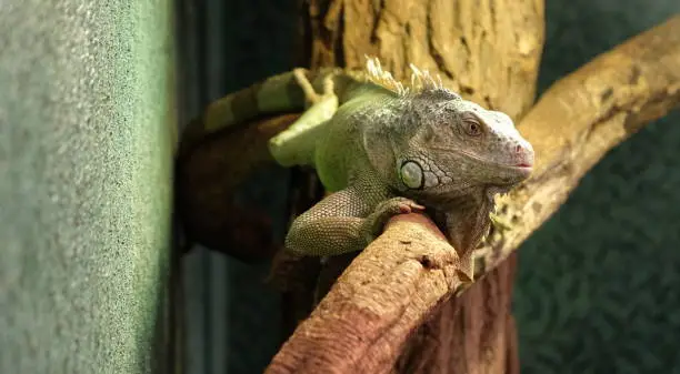 Photo of closeup of a chameleon on a branch, colorful iguana in the colors green and black, tropical reptile from madagascar