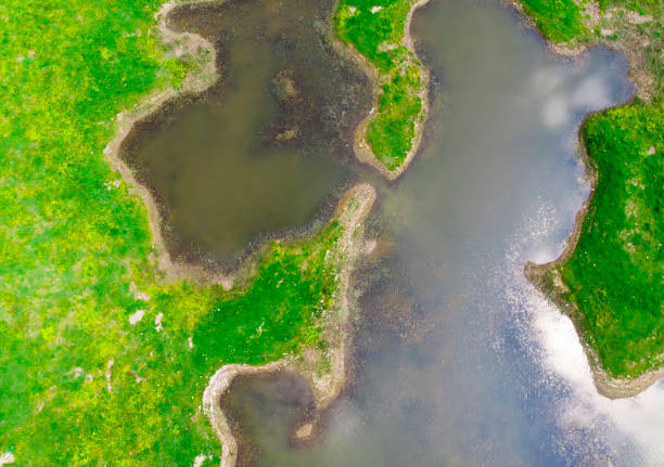 istock aerial view of swamp 1142685363