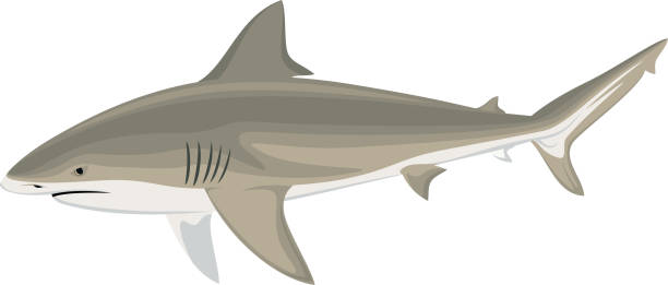 ilustrações, clipart, desenhos animados e ícones de tubarão de touro do vetor (leucas do carcharhinus) ilustração do tubarão de zambezi - vector reef coral shark