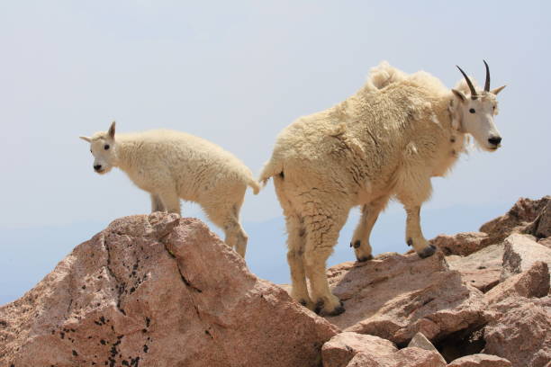 istock Mountain goat in the Mount Evans Wilderness 1142685978