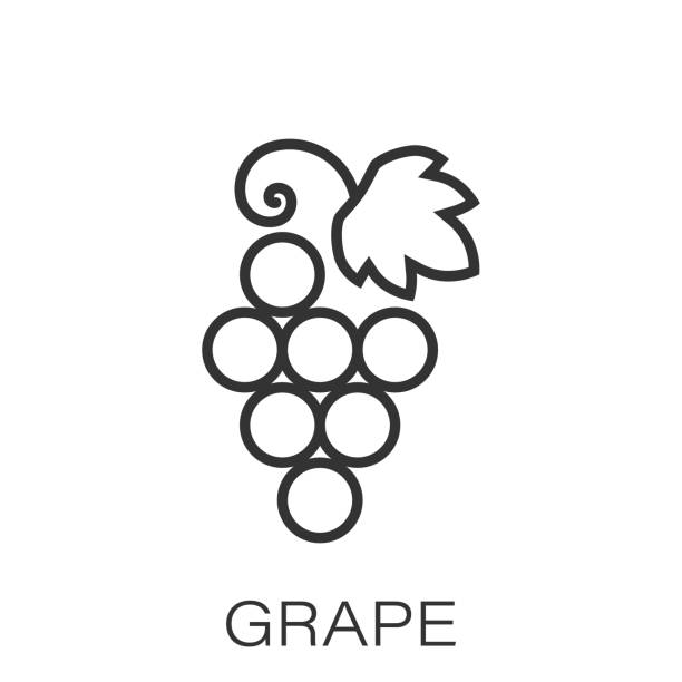 포도 과일 플랫 스타일에 표시 아이콘입니다. 흰색 고립 된 배경에 포도 나무 벡터 일러스트. 와인 포도 비즈니스 개념입니다. - grape bunch cabernet sauvignon grape isolated stock illustrations