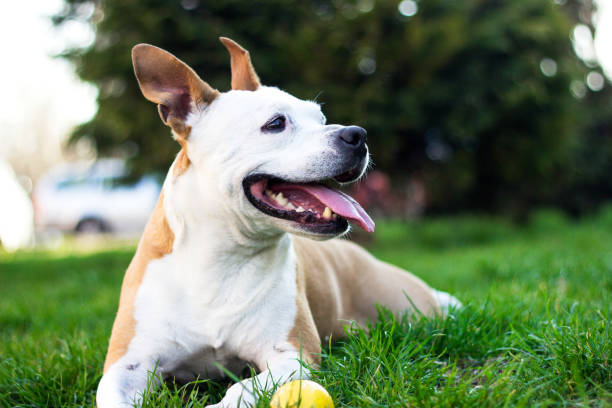 istock Friendly Dog having a big smile 1142686123