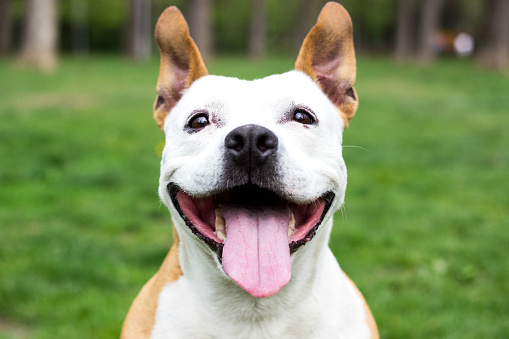 Friendly Dog Having A Big Smile Stock Photo - Download Image Now - Dog,  Happiness, Laughing - iStock